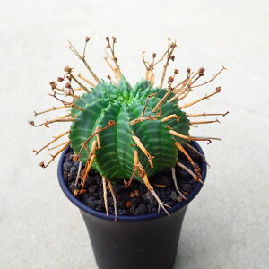 o_@[tHrA@A@rU[vc@T{e@AKx@򍪐A@[tHrA@񂹐A@CeA@ϗtA@@G