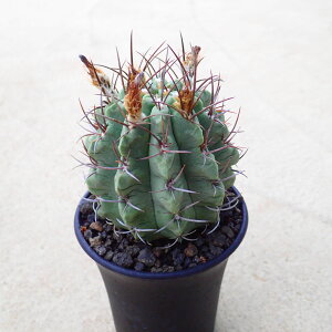 パウキコスラータ エリオシケ 多肉植物 ビザールプランツ サボテン アガベ 塊根植物 ユーフォルビア 寄せ植え インテリア 観葉植物 おしゃれ 雑貨