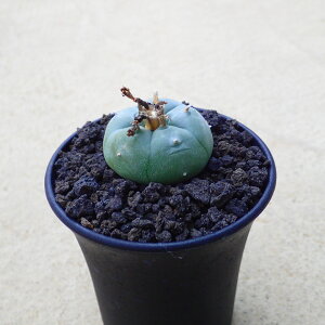 GHʁiEo^}j@tHtH@rU[vc@[tHrA@A@T{e@AKx@򍪐A@[tHrA@񂹐A@CeA@ϗtA@@G