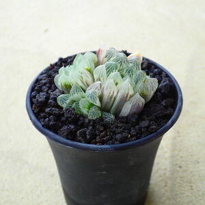 プロリフィカ錦 ハオルチア 軟葉 多肉植物 ビザールプランツ サボテン アガベ 塊根植物 ユーフォルビア 寄せ植え インテリア 観葉植物 おしゃれ 雑貨