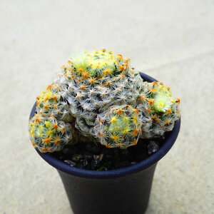 XLGEfAG@}~A@A@rU[vc@T{e@AKx@򍪐A@[tHrA@񂹐A@CeA@ϗtA@@G