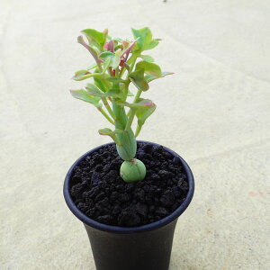 с@ZlVI@A@rU[vc@T{e@AKx@򍪐A@[tHrA@񂹐A@CeA@ϗtA@@G