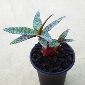 豹紋(ヒョウモン) レデボウリア ビザールプランツ 球根植物 多肉植物 サボテン アガベ 塊根植物 ユーフォルビア 寄せ植え インテリア 観葉植物 おしゃれ 雑貨