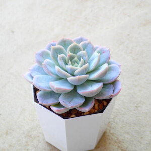 スノーバニー エケベリア 多肉植物 サボテン アガベ 塊根植物 ユーフォルビア 寄せ植え インテリア 観葉植物 おしゃれ 雑貨