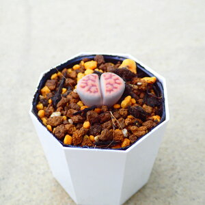 g[vX@A@rU[vc@T{e@AKx@򍪐A@[tHrA@񂹐A@CeA@ϗtA@@G