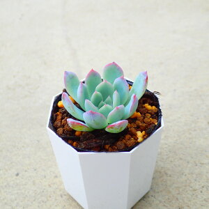 EH[^[[@GPxA@A@T{e@AKx@򍪐A@[tHrA@񂹐A@CeA@ϗtA@@G