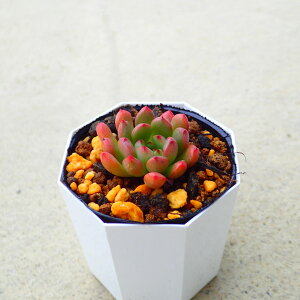 sNr[@GPxA@A@T{e@AKx@򍪐A@[tHrA@񂹐A@CeA@ϗtA@@G