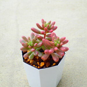 I[@Z_@A@T{e@AKx@򍪐A@[tHrA@񂹐A@CeA@ϗtA@@G