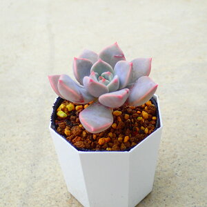 ピンクプリティー エケベリア 多肉植物 サボテン アガベ 塊根植物 ユーフォルビア 寄せ植え インテリア 観葉植物 おしゃれ 雑貨