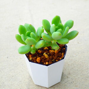 春萌 セダム 多肉植物 サボテン アガベ 塊根植物 ユーフォルビア 寄せ植え インテリア 観葉植物 おしゃれ 雑貨