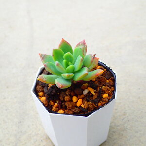 }bRX@GPxA@A@T{e@AKx@򍪐A@[tHrA@񂹐A@CeA@ϗtA@@G