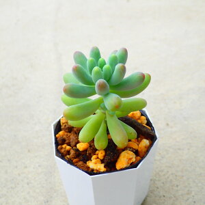 乙女心 セダム 多肉植物 寄せ植え インテリア 観葉植物 おしゃれ 雑貨 アガベ 塊根植物 ユーフォルビア