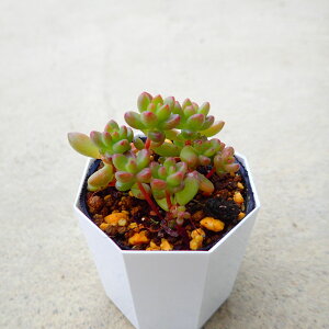 zCgXg[Ou@Z_@A@T{e@AKx@򍪐A@[tHrA@񂹐A@CeA@ϗtA@@G