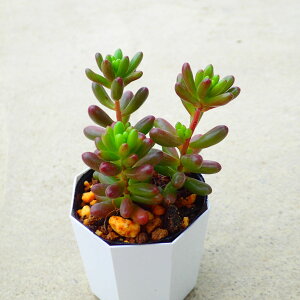 虹の玉 セダム 多肉植物 サボテン アガベ 塊根植物 ユーフォルビア 寄せ植え インテリア 観葉植物 おしゃれ 雑貨