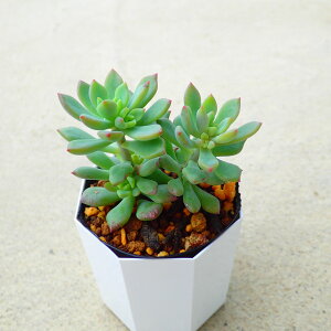 gr[eB[@Z_@A@T{e@AKx@򍪐A@[tHrA@񂹐A@CeA@ϗtA@@G