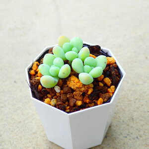 天使の雫 セダム 多肉植物 サボテン アガベ 塊根植物 ユーフォルビア 寄せ植え インテリア 観葉植物 おしゃれ 雑貨