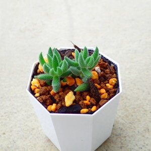 ⑵@NbX@A@T{e@AKx@򍪐A@[tHrA@񂹐A@CeA@ϗtA@@G