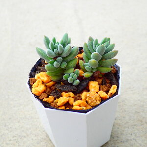レモータ クラッスラ 多肉植物 サボテン アガベ 塊根植物 ユーフォルビア 寄せ植え インテリア 観葉植物 おしゃれ 雑貨