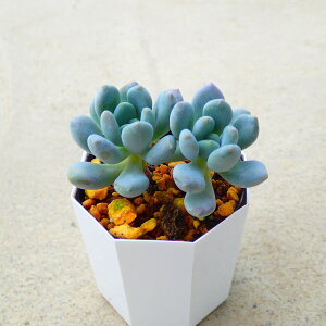 t[P[@Z_@A@T{e@AKx@򍪐A@[tHrA@񂹐A@CeA@ϗtA@@G