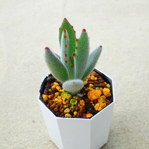 e@(Ƃ)@JRG@A@T{e@AKx@򍪐A@[tHrA@񂹐A@CeA@ϗtA@@G