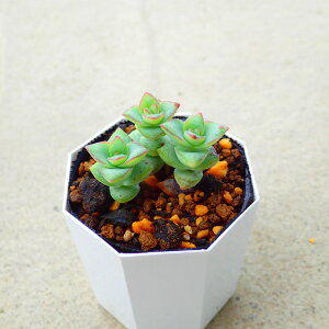 ̉q@NbX@A@T{e@AKx@򍪐A@[tHrA@񂹐A@CeA@ϗtA@@G