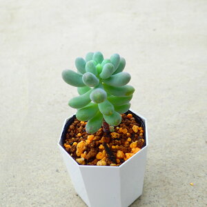 パールチーク セダム 多肉植物 サボテン アガベ 塊根植物 ユーフォルビア 寄せ植え インテリア 観葉植物 おしゃれ 雑貨