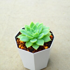 pW[@GPxA@A@T{e@AKx@򍪐A@[tHrA@񂹐A@CeA@ϗtA@@G