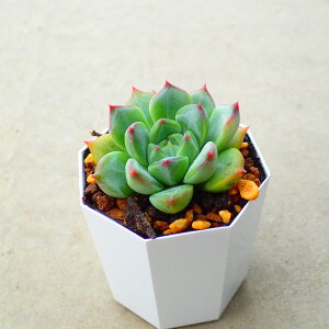 u[{@GPxA A@񂹐A@CeA@ϗtA@@G