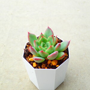 u^[@GPxA @A@񂹐A@CeA@ϗtA@@G