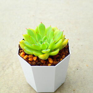 CO[@GPxA@A@񂹐A@CeA@ϗtA@@G