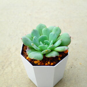 @GPxA@A@T{e@AKx@򍪐A@[tHrA@񂹐A@CeA@ϗtA@@G