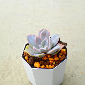 リナシナ×ゴールドマニー エケベリア 交配 多肉植物 サボテン アガベ 塊根植物 ユーフォルビア 寄せ植え インテリア 観葉植物 おしゃれ 雑貨