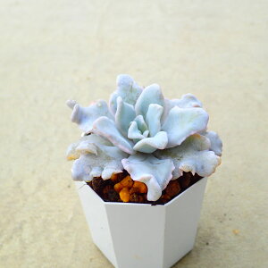 NXy[gr[eB[@GPxA ؍c@A@񂹐A@CeA@ϗtA@@G