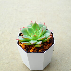 Rh@GPxA @A@񂹐A@CeA@ϗtA@@G