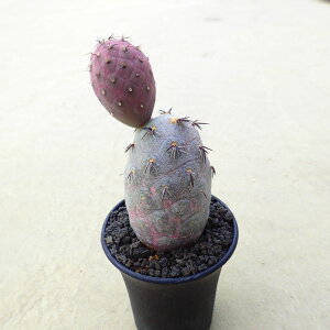 QIgNX@Ԕ@eJN^X@rU[vc@A@T{e@AKx@򍪐A@[tHrA@񂹐A@CeA@ϗtA@@G