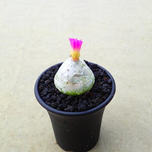 uQ@RmtBc@A@T{e@AKx@򍪐A@[tHrA@񂹐A@CeA@ϗtA@@G