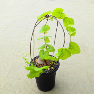 亀甲竜 ディオスコレア 多肉植物 ビザールプランツ サボテン アガベ 塊根植物 ユーフォルビア 寄せ植え インテリア 観葉植物 おしゃれ 雑貨