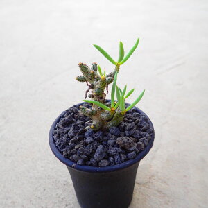 ブッコルジアーナス チレコドン 多肉植物 ビザールプランツ サボテン アガベ 塊根植物 ユーフォルビア 寄せ植え インテリア 観葉植物 おしゃれ 雑貨