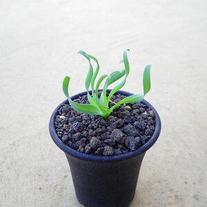 RSfBAi@AuJ@A T{e@AKx@򍪐A@[tHrA@񂹐A@CeA@ϗtA@@G