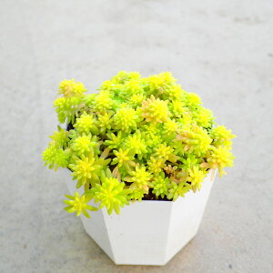 חtNiPij@Z_@A@񂹐A@܊񂹁@OhJo[