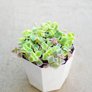 g~bV[iPij@NbX@A@񂹐A@܊