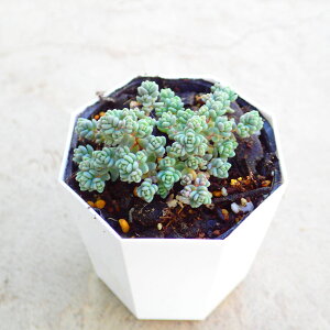 _VtBiPij@Z_@A@񂹐A@܊񂹁@Ԃ