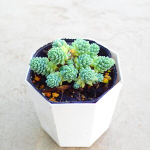 }W[@Z_@A@񂹐A@܊񂹁@Ԃ