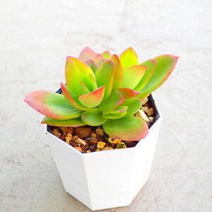 ΍Ղ@NbX@A@T{e@AKx@򍪐A@[tHrA@񂹐A@CeA@ϗtA@@G