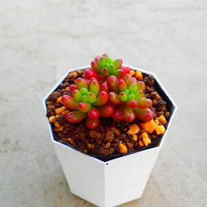 ̋ʁ@Z_@A@Ԃԁ@T{e@AKx@򍪐A@[tHrA@񂹐A@CeA@ϗtA@@G