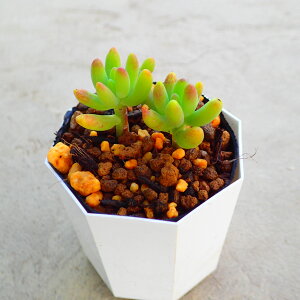 @Z_@A@T{e@AKx@򍪐A@[tHrA@񂹐A@CeA@ϗtA@@G