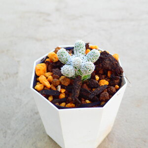 Ă܂@}~A@A@T{e@AKx@򍪐A@[tHrA@񂹐A@CeA@ϗtA@@G