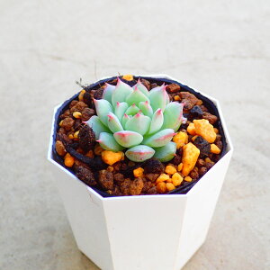 eBbs[@GPxA@A@T{e@AKx@򍪐A@[tHrA@񂹐A@CeA@ϗtA@@G