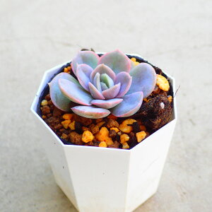 u[TvCY@GPxA@A@T{e@AKx@򍪐A@[tHrA@񂹐A@CeA@ϗtA@@G