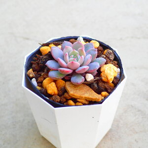 RXX@GPxA@A@T{e@AKx@򍪐A@[tHrA@񂹐A@CeA@ϗtA@@G